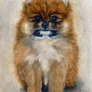 Pomeranian Puppy Art Print