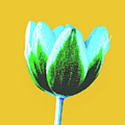 Pop Art Tulip Art Print