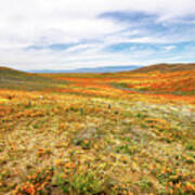 Poppies As Far As The Eye Can See Art Print