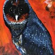 Portrait Of A Black Barn Owl Art Print