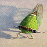 Portrait Of A Cicada Art Print