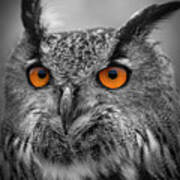 Portrait Of A Eagle Owl Art Print