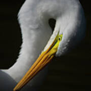 Portrait Of A Great Egret Art Print