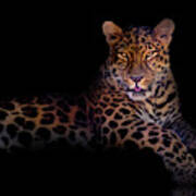 Portrait Of A Leopard Art Print