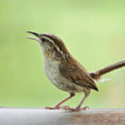 Portrait Of A Wren Art Print