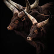 Portrait Of Watus Cattle With Big Horns Art Print