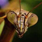 Praying Mantis Face Art Print