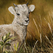 Precious - Bighorn Lamb Art Print