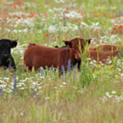 Norfolk England Dexter Cows In A Flower Meadow Art Print
