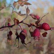 Prickly Rose Hips Art Print