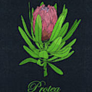 Protea Embroidery With Text Art Print