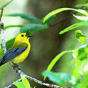 Prothonotary Warbler 1 Art Print