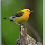 Prothonotary Warbler On Top Of The World Art Print