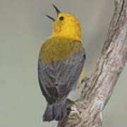 Prothonotary Warbler Art Print