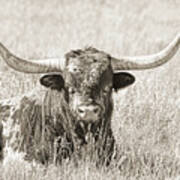 Proud Texas Longhorn Bull Sepia Art Print