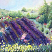 Provence Lavender Farm Art Print