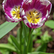 Purple-and-white Rembrandt Tulips 2 Art Print