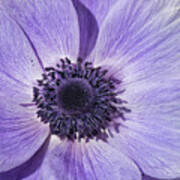 Purple Anemone Flower - Tryon Palace New Bern Nc Art Print