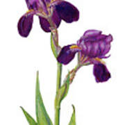 Purple Bearded Iris Art Print