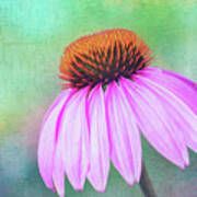 Purple Coneflower With A Touch Of Grunge Art Print