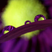 Purple Daisy In Water Droplets Art Print