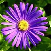 Purple Daisy Art Print