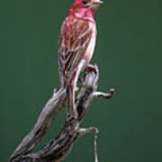 Purple Finch New York Art Print