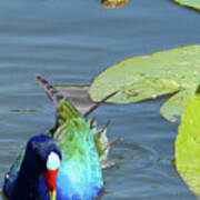 Purple Gallinule Art Print