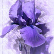 Purple Iris 2 Art Print