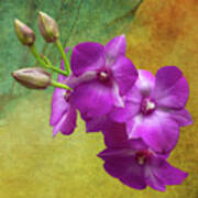 Purple Moth Orchid Art Print