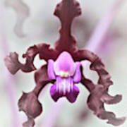 Purple Orchid Haze Art Print