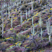 Purple Owls Clover With Saguaro Cactus Hillside Art Print