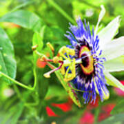 Purple Passion Flower Art Print