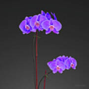 Purple Phalaenopsis Orchids Art Print