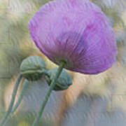 Purple Poppy Art Print