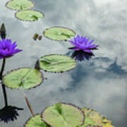 Purple Water Lilies And Pads Art Print