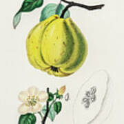 Pyrus Cydonia - Quince -  Medical Botany - Vintage Botanical Illustration - Plants And Herbs Art Print