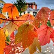 Rain Drops On Fall Leaves Art Print