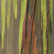 Rainbow Eucalyptus Bark Art Print