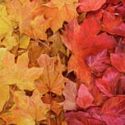 Rainbow Of Maple Leaves Art Print