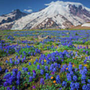 Rainier Lupines Art Print