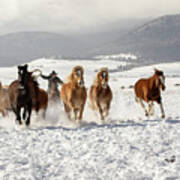 Ranch Horse Run Art Print