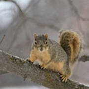 Sociologi Børnecenter Skur Ratatosk the Squirrel Photograph by Whispering Peaks Photography - Pixels