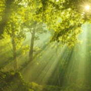 Rays Of Sunlight And Green Forest Art Print