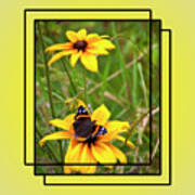 Red Admiral Butterfly On Rudbeckia Art Print