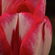Red And White Tulip Art Print