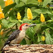 Red-bellied Woodpecker And Lollipop Plant Art Print