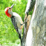 Red-bellied Woodpecker Art Print