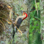 Red-bellied Woodpecker Art Print