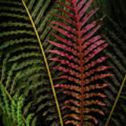 Red Brazilian Tree Fern Leaves - Dark Tropics 1 Art Print